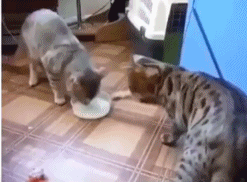 爆笑gif:这是怎么回事?我都有点不敢相信自己的眼睛了