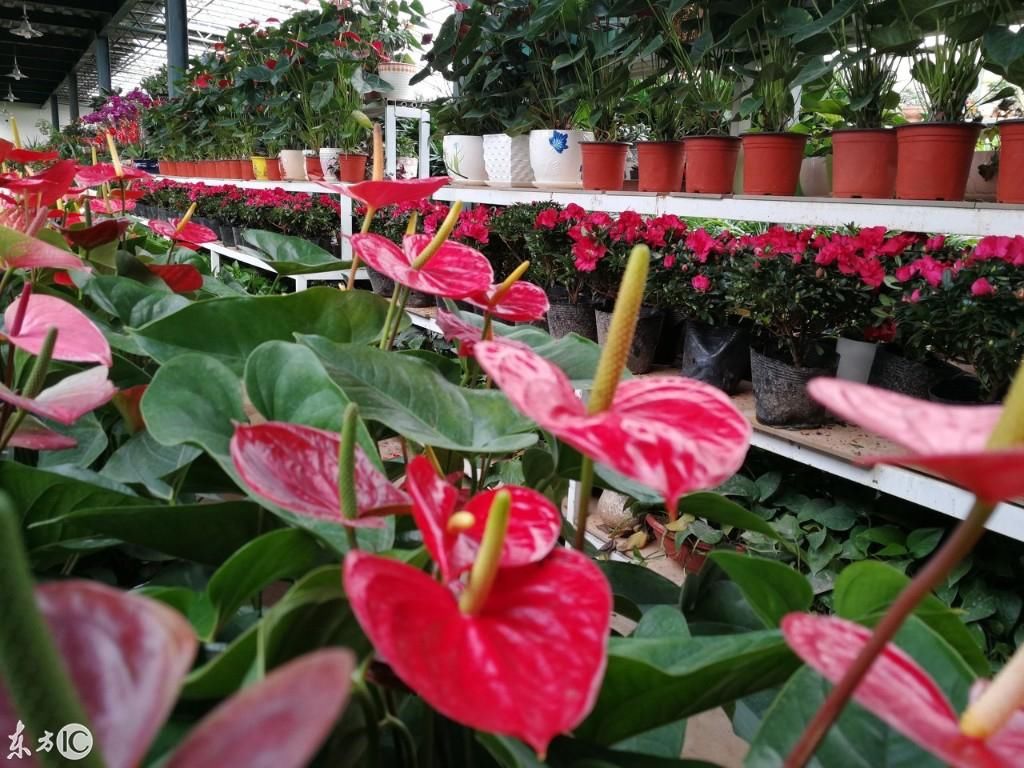 花卉市场生意红火,教你买花时的几个技巧