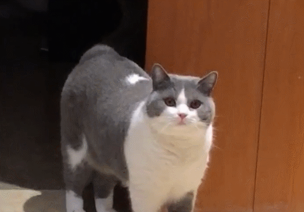 主人发现猫咪站门口不对劲,仔细一看细思极恐:你怎么做到的?