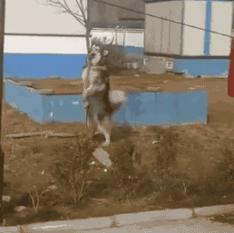 gif搞笑趣图 :某公司三巨头,哈哈