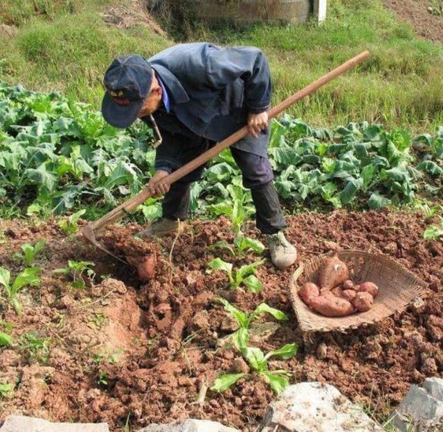 农村大叔在地里挖红薯,没想到收获这东西让大家意想不