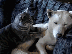 猫咪为什么会