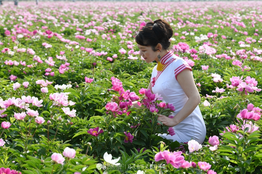 发现亳州之美:旗袍女人芍花香