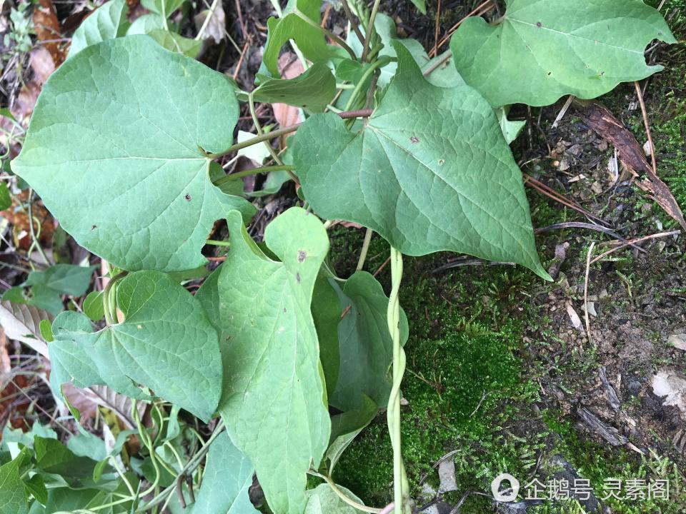 隔山消的叶子对生,叶片基底部两侧圆耳形,全缘,两面疏被短柔毛.