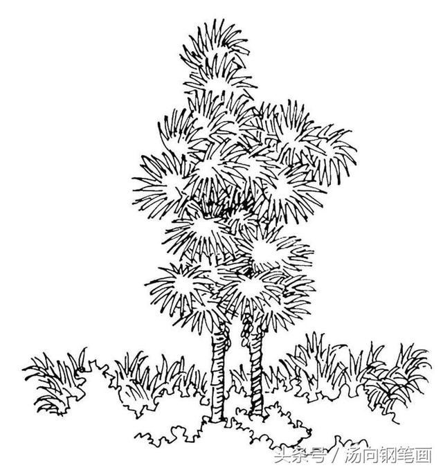 这次绘画的是棕榈树.不同于其他的树叶,它的主干只有一根.图片