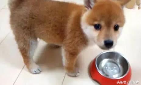 柴犬吃饭太香,引来主人围观,结果一看笑喷了!这演技满分