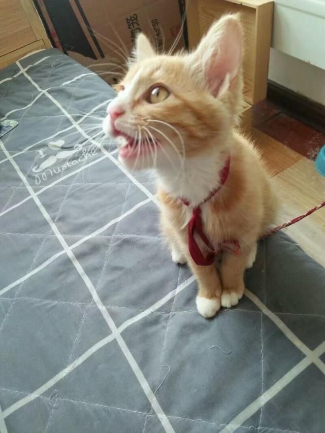 主人睡懒觉,猫咪喊主人起床,要抱抱,表情萌化了!