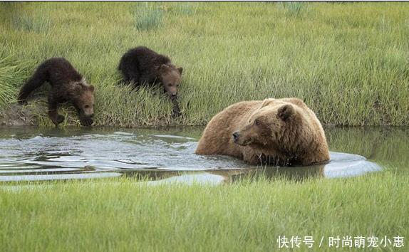 胆小的棕熊宝宝不敢过河,棕熊一个举动,其乐融融
