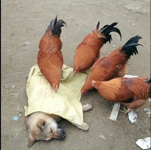 狗狗睡觉被公鸡啄,都是被主人害的,在狗身上放食物!