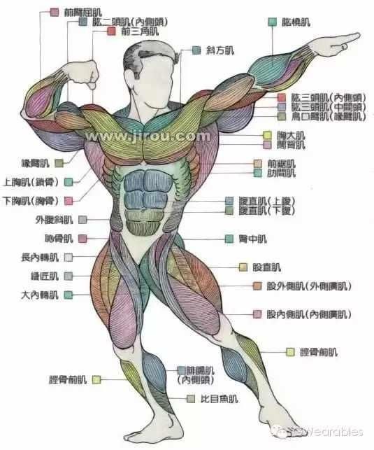 身体各部位的肌肉锻炼图解,健身人必备!