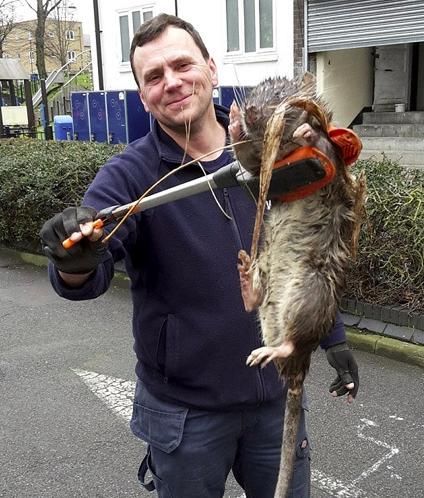 国外频现"巨型超级老鼠" 猫都被吓住了