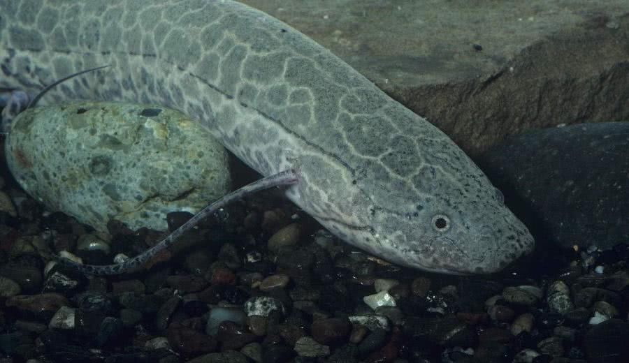 非洲肺鱼纪录片图片