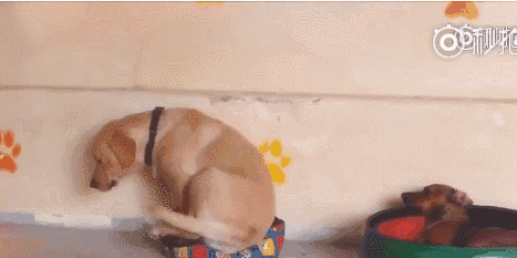 自己的窝被占了,敢怒不敢言, 只好委曲求全睡在小狗的窝里, 这小眼神