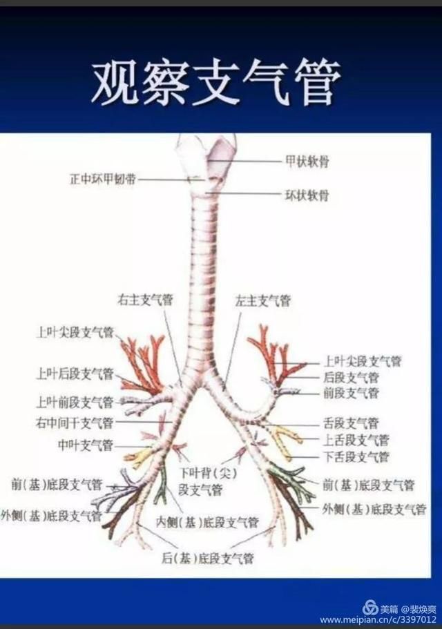 右肺肺段划分