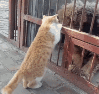 一只敢打藏獒的小橘猫,简直就是猫中泰森啊!藏獒:狗脸