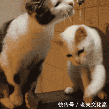 搞笑gif: 别看了,你不是说要带我出去吗?