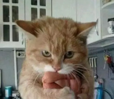 猫偷吃食物被抓住后的表情,第一张就笑喷了