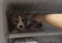 夏天一定要记得关好冰箱,不然容易长狗!