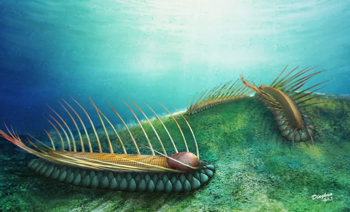来自5.18亿年前中国澄江动物群新的寒武纪奇异生物--长形黎镰虫