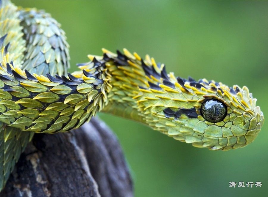 世界最美丽的神秘毒蛇,它也许是"龙"的化身