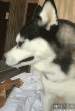 汪星人gif图 :二哈吵醒主人被骂,没想到居然哭了