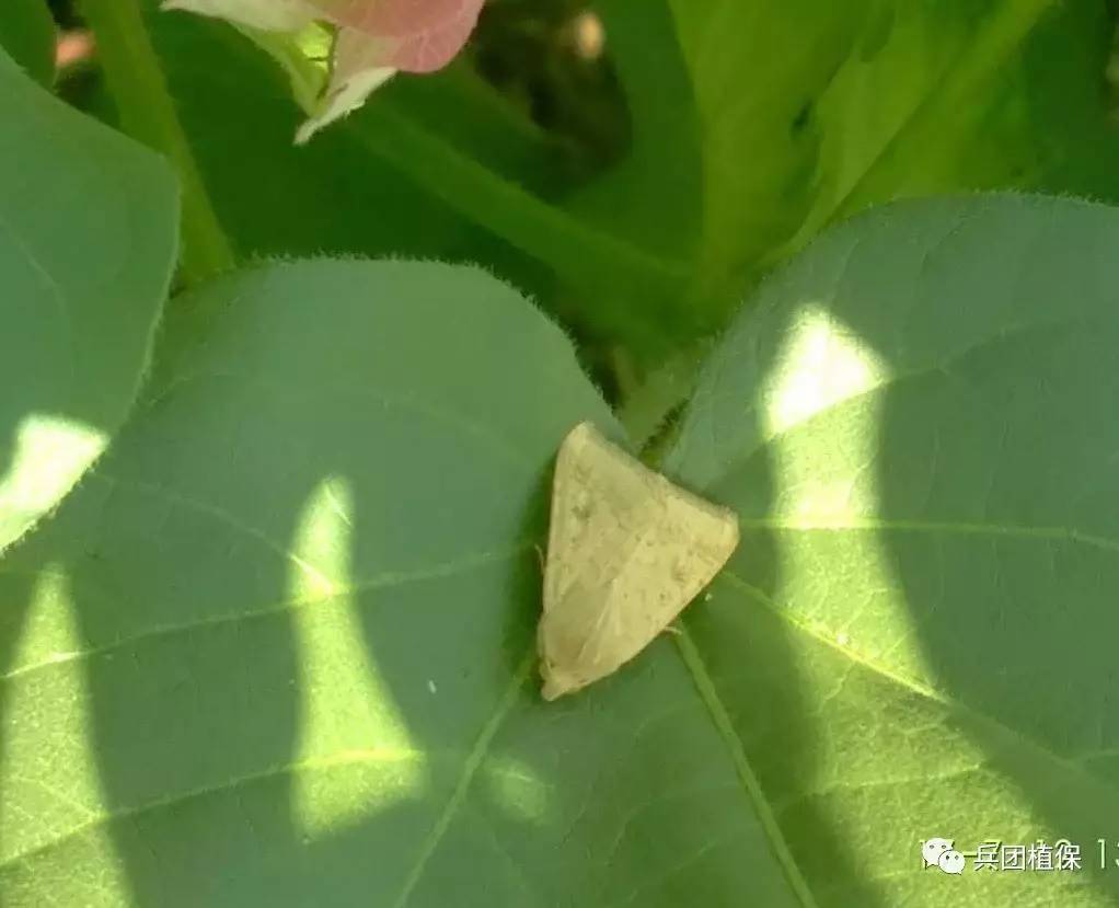 棉花棉铃虫的发生与防治技术