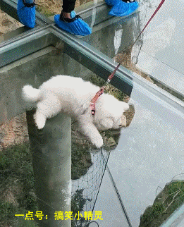 4. 原来狗子也有恐高症,刚才还活蹦乱跳的,一上这玻璃栈道就这样了