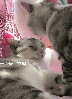 ▼吃狗粮还不够,现在又要吃猫粮了!