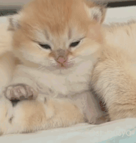 有人一直以为橘胖梗是个玩笑,决定以身试毒领养了只橘