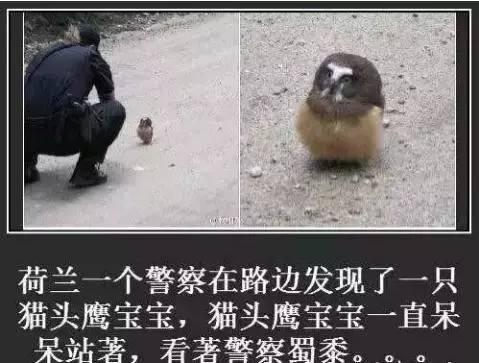 搞笑图片:猫头鹰:你瞅啥!