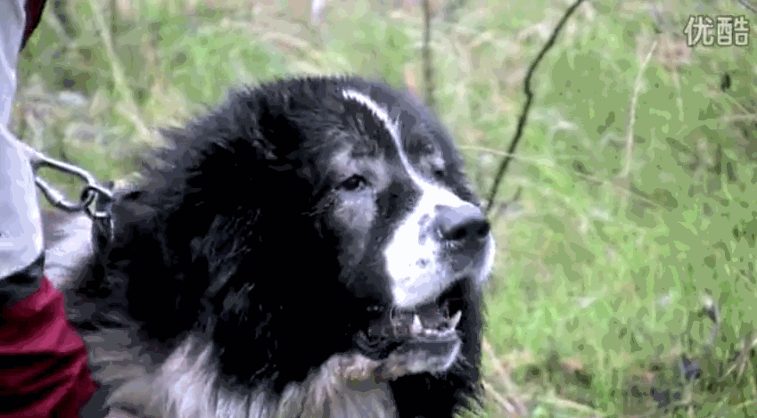 世界上最大的狗,凶猛起来,狼也只是口中之物