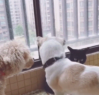 狗狗带上同伴围堵喵星人,给自己找面子,却让猫咪一拳