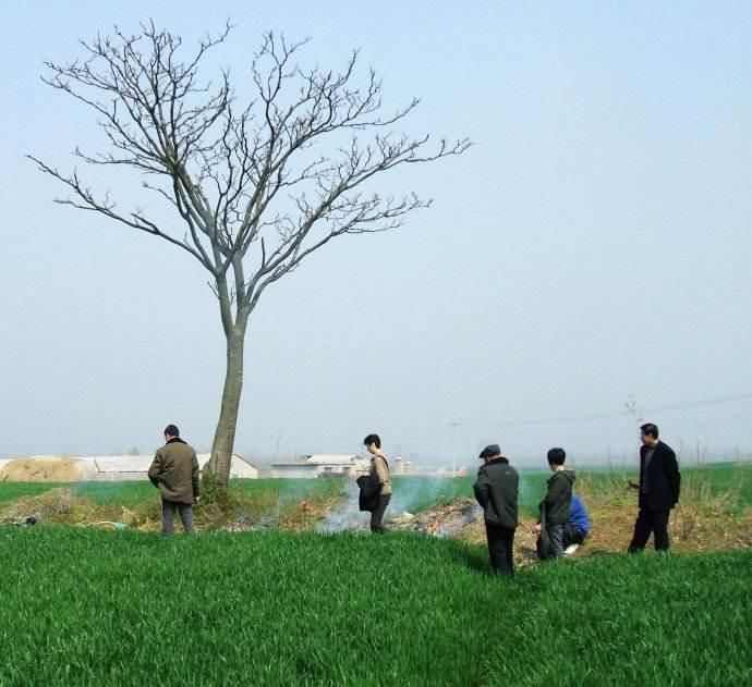 农村坟头种树有讲究,不仅种类有规矩,数量也有说法!