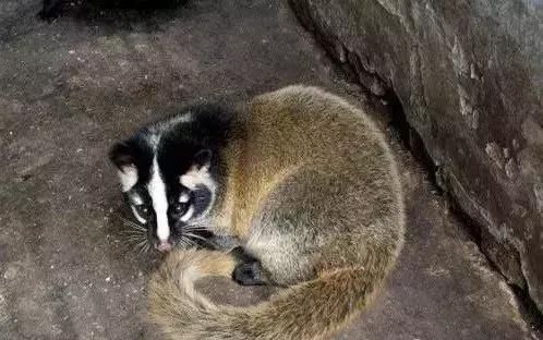 庄园建有野生动物观赏园区,饲养有梅花鹿,麂子,豪猪,果子狸,野猪,竹鼠