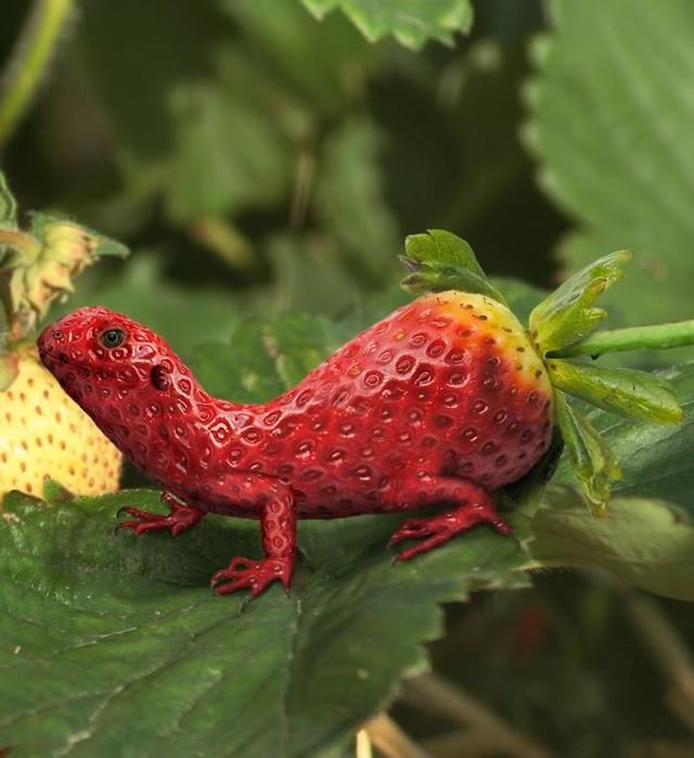 草莓蜥蜴