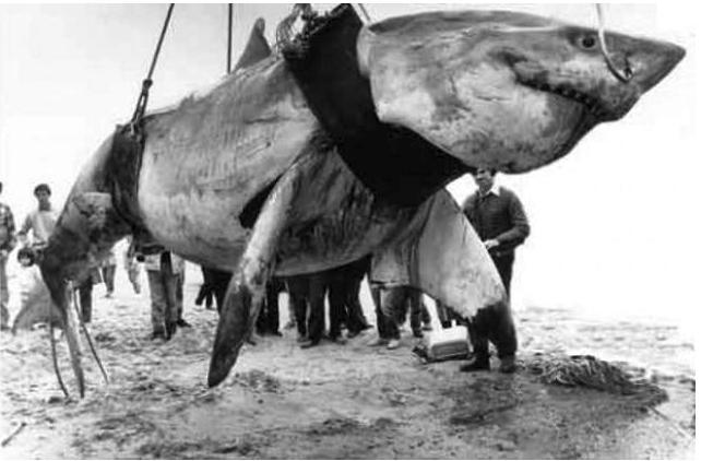 有史以来最大的大白鲨有多大?颠覆你的认知!