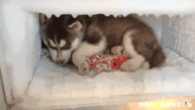 爆笑gif:猪一样的队友,拿个电视机有这么难吗