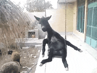 壁纸 动物 狗 狗狗 320_240 gif 动态图 动图