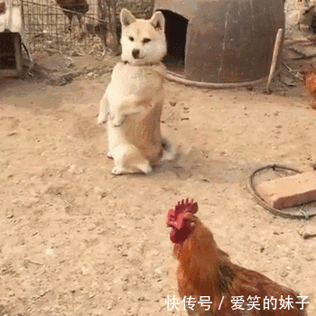 主人,你家旺财今天有点不对劲啊