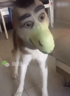 搞笑gif图:小哥教你在女友生气时,如何快速哄她开心