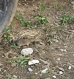 搞笑gif图:这是蛤蟆还是乌龟?