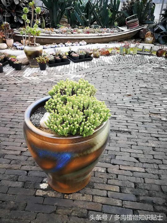 园艺家的多肉植物花园,造景艺术和盆栽的神奇搭配