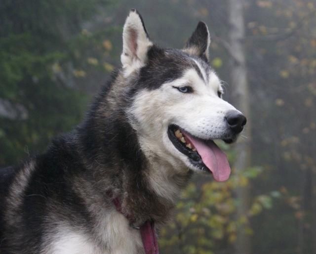 盘点世界十大名犬,最后一种竟在你的身边!