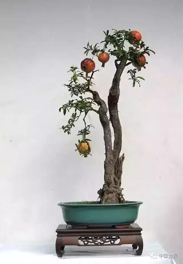 相依相伴,相互包容,不离不弃,一组一本双杆盆景精品欣赏