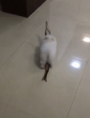 这小屁股给它扭的吗,叼着大咸鱼就这么开心吗?还想从家里跑出去.