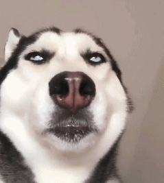 爆笑gif:妹子,你不要面子的啊