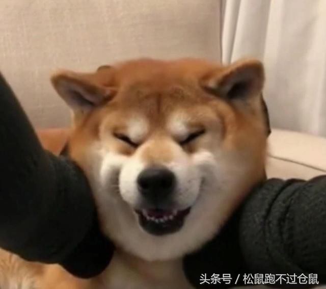 主人将脚放到狗狗脖子上,浑然不知噩梦即将来临的柴犬还一脸傻笑地