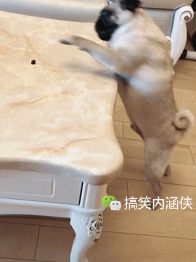 搞笑gif趣图 接前两个还挺自信的,第三个就尴尬了,哈哈哈