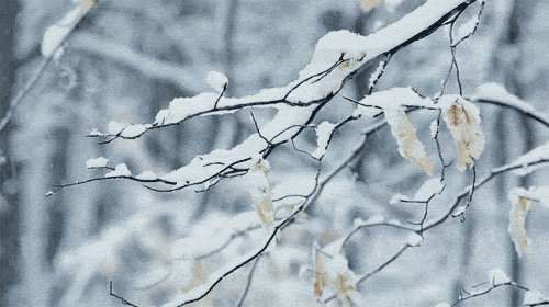 你们那里开始下雪了吗?