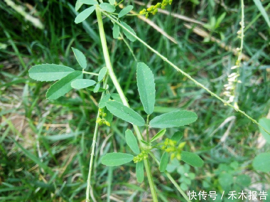 会在路边的草丛堆里看到这种开着黄花的野草,这种野草就是"草木犀"